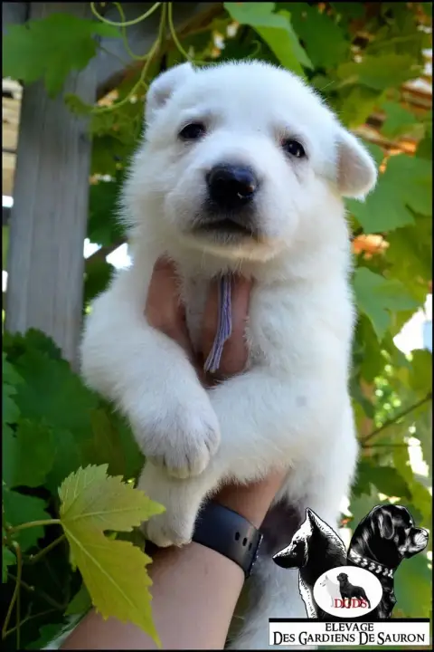 Berger Blanc Suisse photo 2
