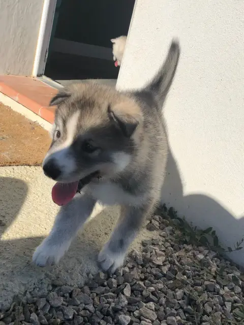 Siberian Husky  Collier Rouge Of The Southern Mountai bcf30 photo 2