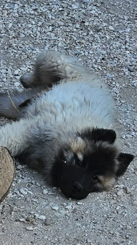 Eurasier photo 2