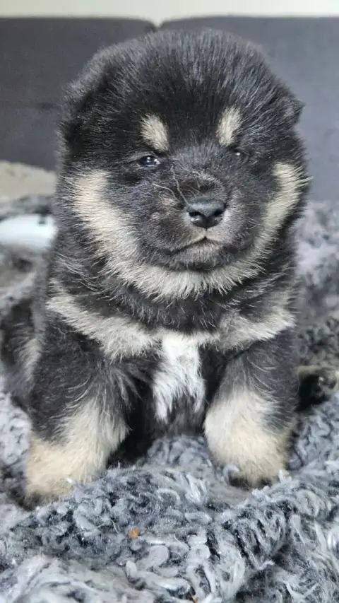 Shiba  Baïka De British And Us photo 3