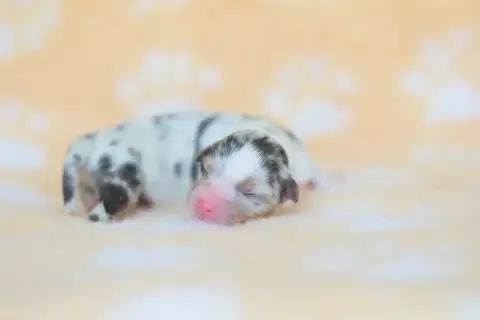 Berger Australien  Chiot 5 Roz Liammet photo 2