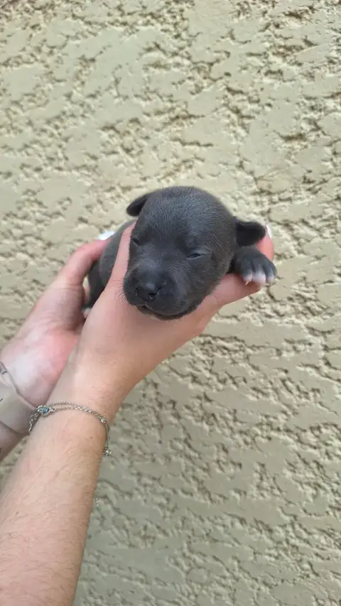 Staffordshire Bull Terrier 
                        C 586fd
