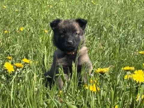 Berger Belge  Chiot 5 Du Royaume De B’Oxie
