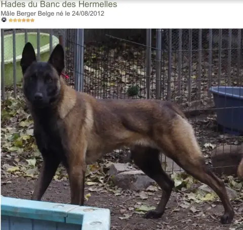 Berger Belge  Chiot 10 Des Gardiens Noir Des Sous Boi 5855a photo 2