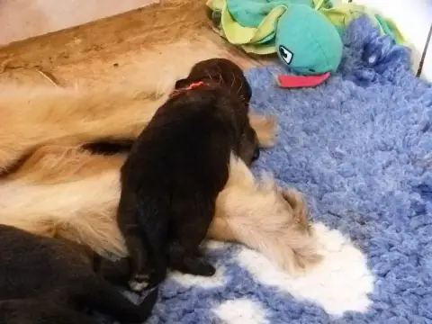 Adopter Leonberger  Bohemian Rapsody De La Ligne Bleue