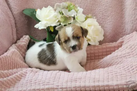 Jack Russell Terrier  Bb1-