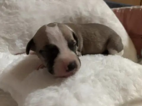 Whippet  Babouchka Du Cèdre Enchanté