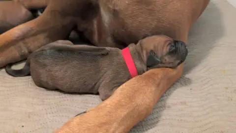 Rhodesian Ridgeback