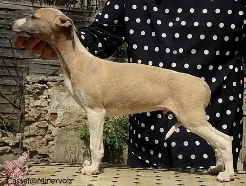 Whippet  Bel Ami Du Castel Minervois