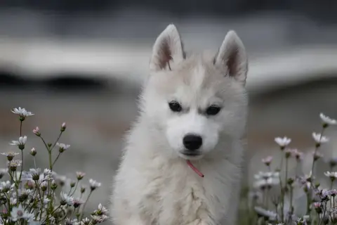 Siberian Husky  Boreas Iska Siberian Southeast