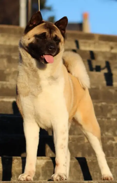 Akita Americain  Chiot N°3 Collier Vert Des Gardiens  c000b photo 3