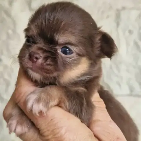 Magnifiques Bébés Chihuahua Dépt 86