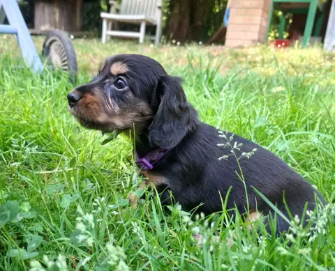 Teckel Poil Long  Chiot Violet Ace Of Wonderland photo 3