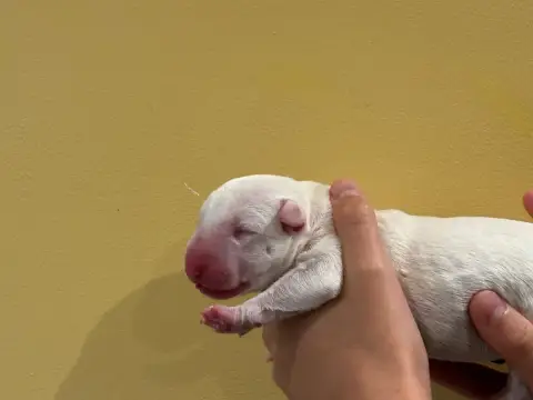 Bull Terrier  Chiot 1 Thud And Cuddles