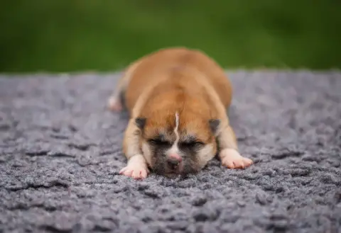 Akita  M7 Shingeki No Inu