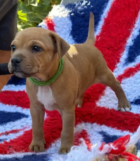 Staffordshire Bull Terrier 
                        B b9938