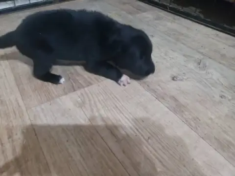 Border Collie photo 2