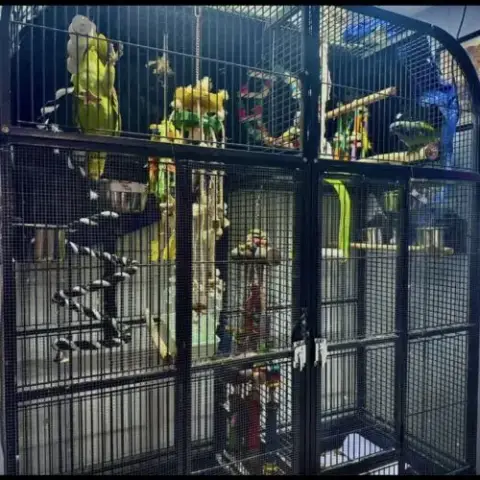 Cage Avec Amazon À Front Jaune & Pione À Tête Bleu