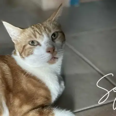 Soju