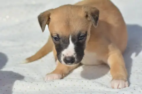 Whippet  Chiot 5 Du Haras Eclair Horside'Whip photo 2