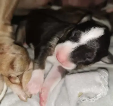 Bull Terrier  Chiot N°3 Of The Little Troublemaker photo 3