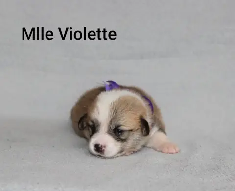 Adopter Welsh Corgi Pembroke 
                        Mlle Vi 3bc57