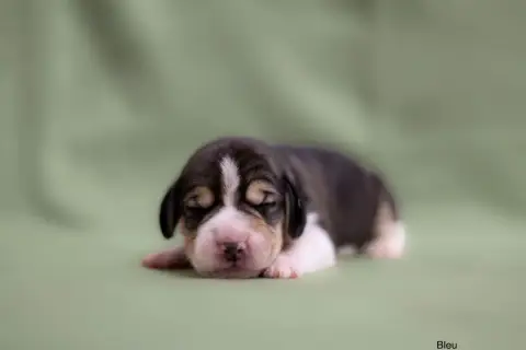 Beagle  Collier Bleu Du Domaine D'Amandine