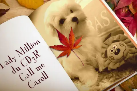 Bichon Maltais  Baya Sombre Romance photo 3