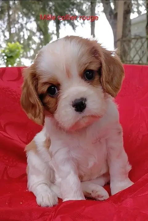 Cavalier King Charles Spaniel  Boulle Du Jardin Au Ch 00aa8