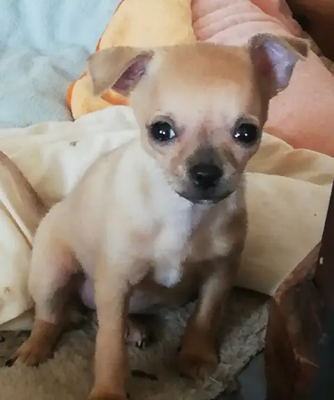 Chihuahua  Bayla Des Hortz Aux Barronnies
