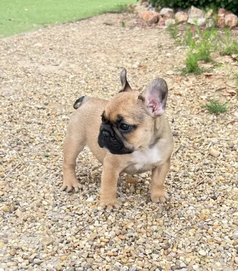 Bouledogue Français  Brigitte Du Roi De La Redingote 103cf