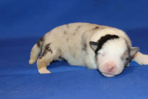 Berger Australien  Chiot N°3 Du Domaine De La Canurie b74e4