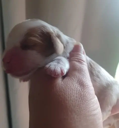 Cavalier King Charles Spaniel  Sans Collier Du Domain bcc9e