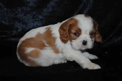 Cavalier King Charles Spaniel  Bandit De La Colline A 1dc82 photo 2