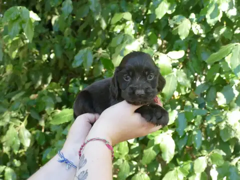 Cocker Spaniel Anglais  Male Choco Collier Rose Du Te dadd0