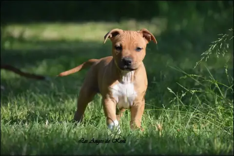 American Staffordshire Terrier  M6 Blind Love For Bai 14c09