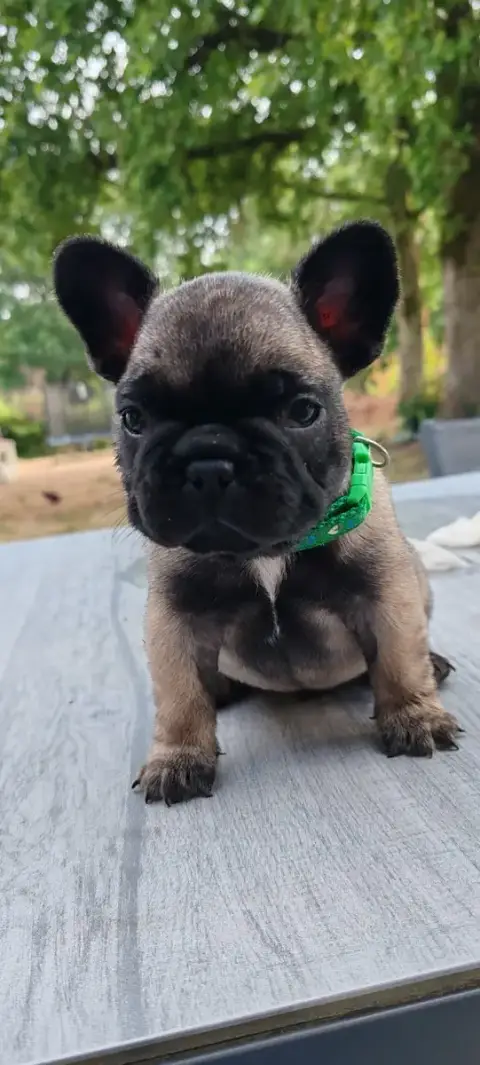 Bouledogue Français 
                        Chiot 4  1889f