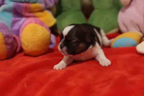 Shih Tzu  Bennet De La Ferme Des Mottes photo 2