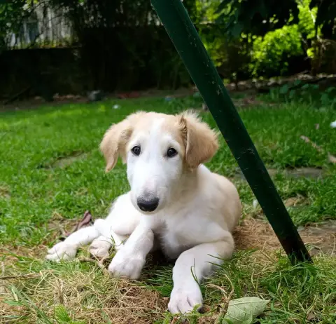 Barzoi  Bambi photo 2