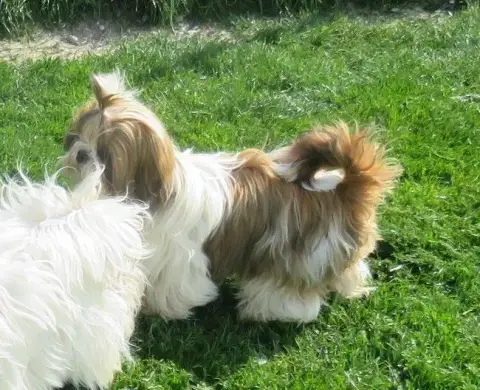 Shih Tzu  Ce Chiot Est Vendu De La Maison Du Ryez photo 2