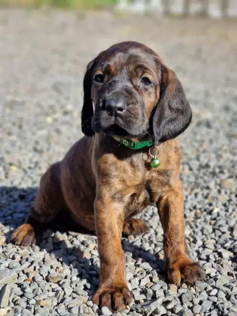 Chien De Rouge De Hanovre  Chiot N°4 De La Dent Rouge 8cd2d