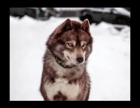 Siberian Husky  Basko Of Masadora photo 2