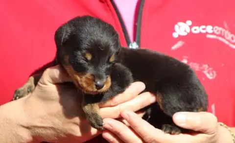 Berger De Beauce  Chiot 6 De Genevayse photo 2