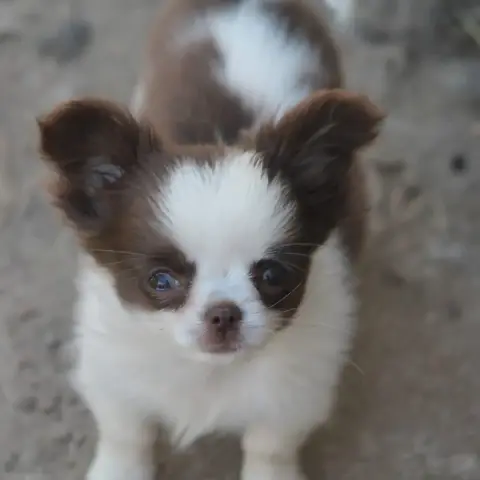 Chihuahua  Chiot 5 De L'Arche De Lolita photo 3