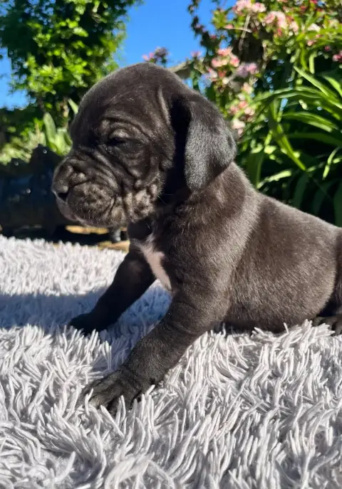 Dogue Allemand  Noir Sans Collier Des Terres De Limer ccc3a