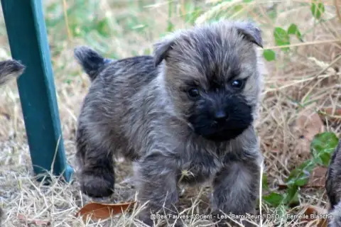 Cairn Terrier photo 3