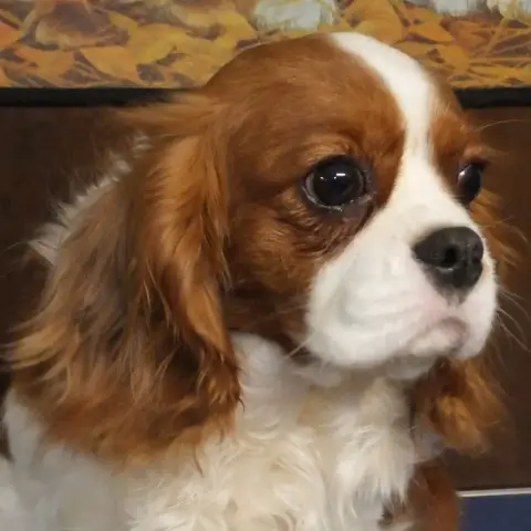 Cavalier King Charles Spaniel  B1 Du Domaine Des Quat 40e7f photo 3