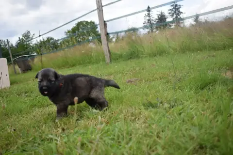 Berger Allemand Poil Long  Chiot N°3 Une Patte De Dia f2eb5 photo 3