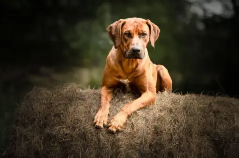 Rhodesian Ridgeback  Chiot N°2 Belkis photo 2