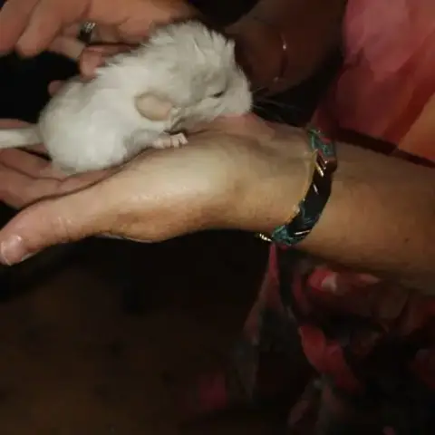 Bébé Chinchillas Apprivoisé